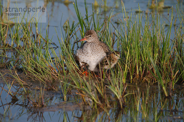 Wasser  Rotschenkel  Tringa totanus  Vogel  Österreich  Burgenland  Tringa