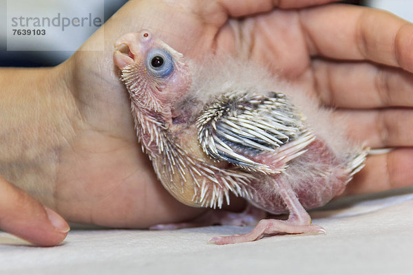 Vereinigte Staaten von Amerika  USA  Nymphensittich  Nymphicus hollandicus  Amerika  Schutz  Fürsorglichkeit  Tier  Haustier  Vogel  Papagei  Jungvogel  Liebe  Australien  Baby  Texas