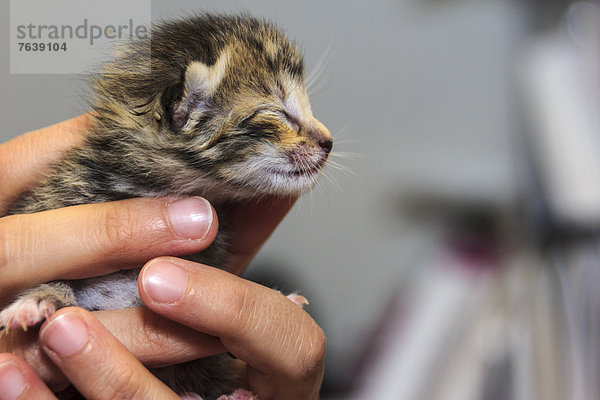 Vereinigte Staaten von Amerika  USA  niedlich  süß  lieb  Amerika  Schutz  Fürsorglichkeit  Bewunderung  Liebe  Adoption  Kätzchen  Katze  Texas