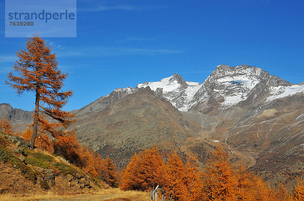 Farbaufnahme Farbe Berg drehen Hintergrund Alpen Herbst Kiefer Pinus sylvestris Kiefern Föhren Pinie Lärche