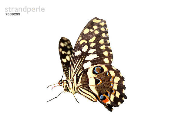 The Citrus Swallowtail butterfly  papilio  demodocus  from sub-Sahara Africa. Isolated against a white background