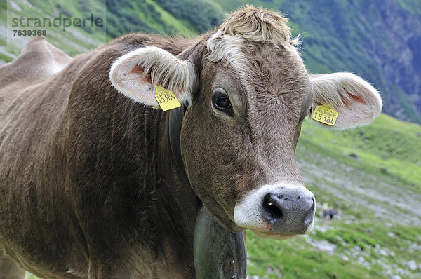 Hausrind  Hausrinder  Kuh  Europa  Tier  Landwirtschaft  Alpen  jung  Bayern  Kuh  Deutschland  Oberstdorf  Oytal