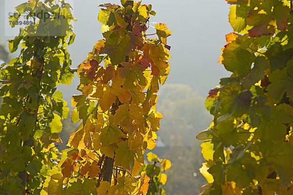 Europa Wein Laub Ahrtal Deutschland Weinberg Rheinland-Pfalz