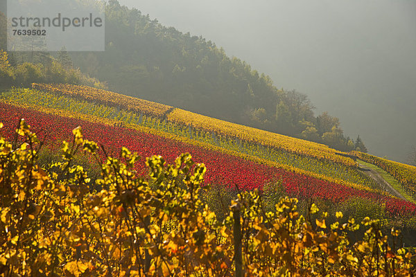 Europa  Wein  Herbst  Weinberg  Ahrtal  Eifel  Deutschland  Mayschoß  Rheinland-Pfalz