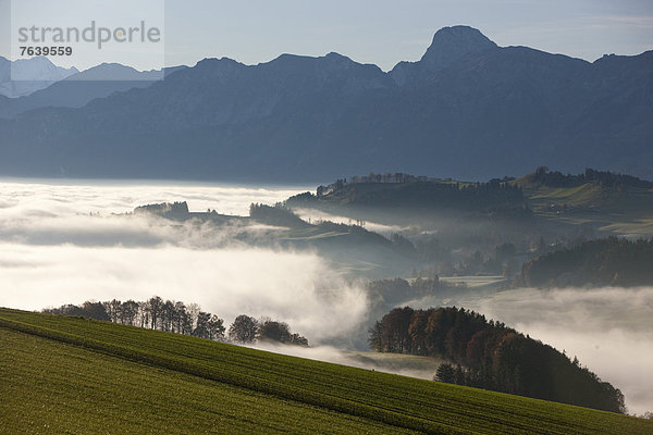 Europa Sonnenaufgang Nebel Alpen Herbst Bern Berner Oberland Schweiz Nebelmeer