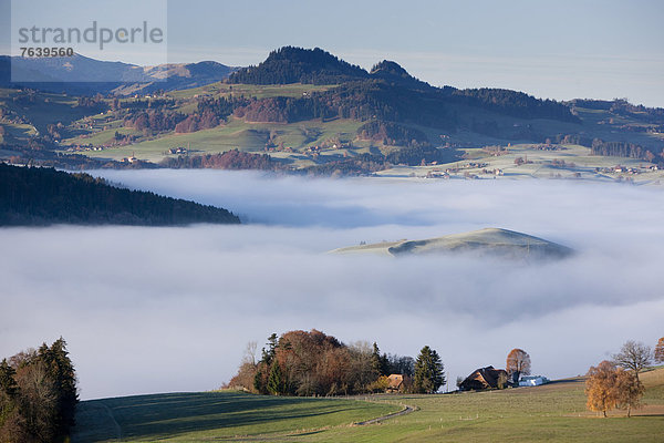 Landschaftlich schön landschaftlich reizvoll Europa Landschaft Nebel Herbst Bern Berner Oberland Schweiz Nebelmeer