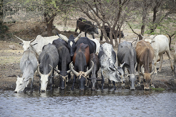 Hausrind  Hausrinder  Kuh  Afrika  Kuh  Äthiopien