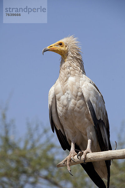 Tier  Vogel  Geier  Afrika  Äthiopien