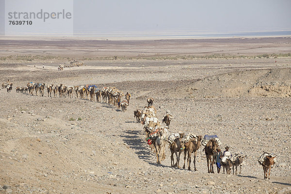 Karawane  Esel  Transport  Wüste  Kamel  Afrika  Campingwagen  Dallol  Äthiopien  Speisesalz  Salz  Salzsee  Straßenverkehr
