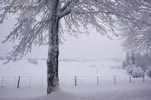 Landschaftlich schön landschaftlich reizvoll Europa Winter Baum Landschaft weiß Dorf Montfaucon Schnee Schweiz