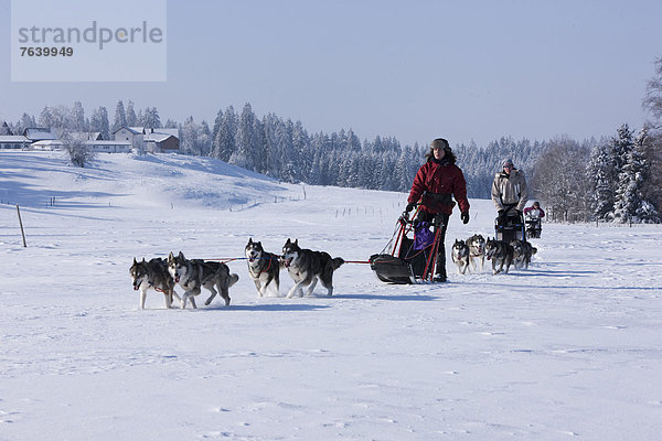 Winter Tier Tagesausflug Hund Wintersport