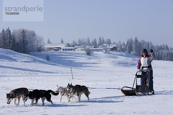 Winter Tier Tagesausflug Hund Wintersport