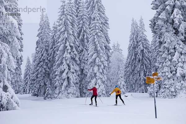 Winter Wald Holz Ski Wegweiser Langlaufski Wintersport
