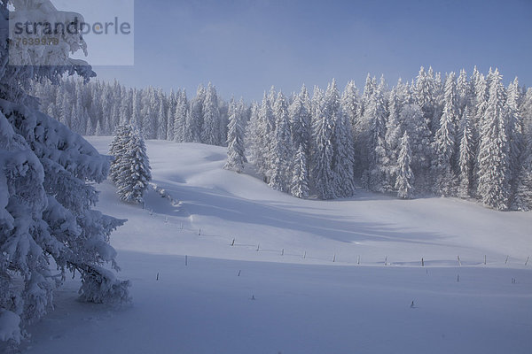 Europa Winter Baum Wald Holz Tanne Schnee Schweiz