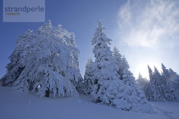 Europa Winter Baum Wald Holz Tanne Schnee Sonne Schweiz