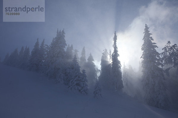 Europa Winter Baum Wald Holz Tanne Schnee Sonne Schweiz