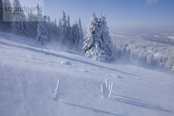 Europa Winter Baum Wald Holz Tanne Schnee Schweiz