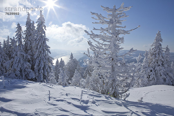 Landschaftlich schön landschaftlich reizvoll Europa Berg Winter Baum Landschaft See Ansicht Schnee Schweiz