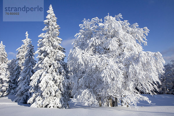 Europa Winter Baum Wald weiß Holz Tanne Schnee Schweiz