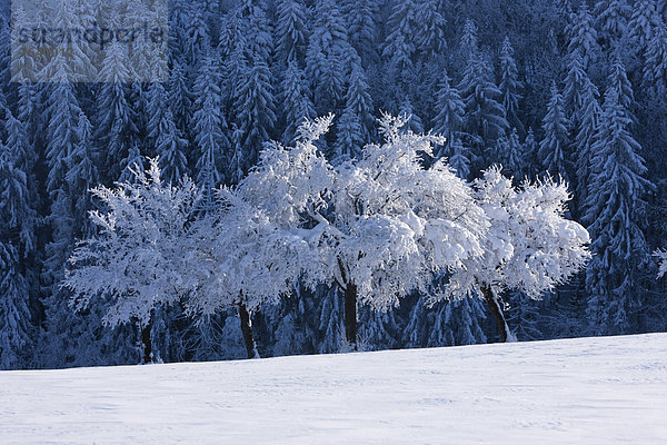 Europa Winter Baum Schnee Schweiz