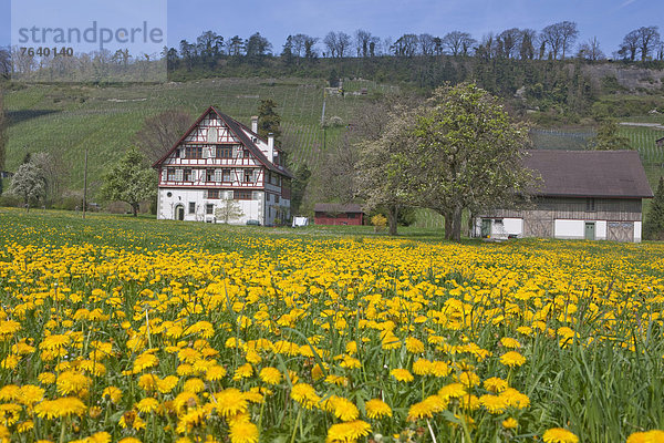 Europa Landwirtschaft Wiese Löwenzahn Schweiz