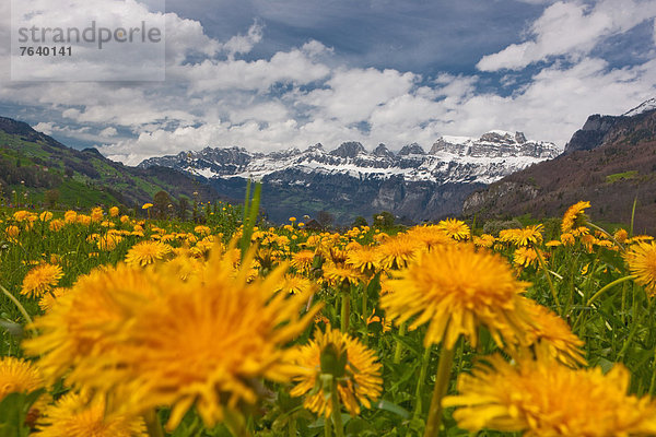 Europa Berg Blume Wiese Löwenzahn Schweiz