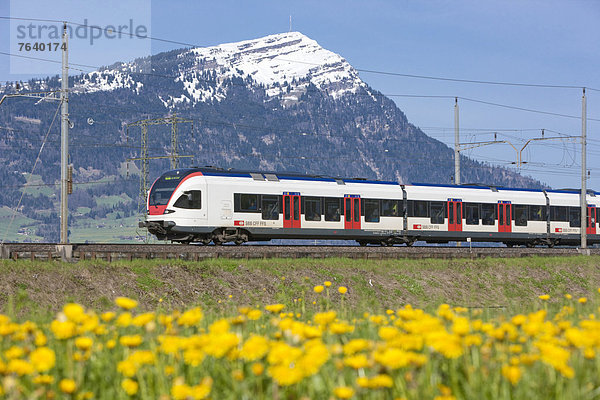 Europa Berg Blume Fernverkehrsstraße Zug Wiese Schweiz Zentralschweiz
