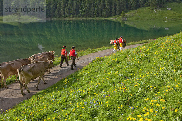 Hausrind Hausrinder Kuh Europa Berg Tradition Party fahren Landwirtschaft See Zeremonie Kostüm - Faschingskostüm Folklore Bergsee Schweiz