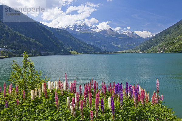 Europa See Lupine Kanton Graubünden Schweiz