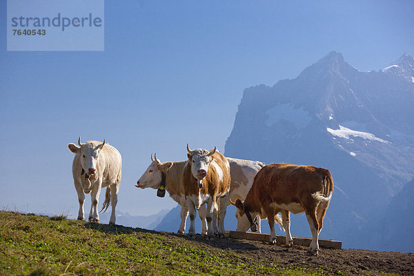 Hausrind Hausrinder Kuh Europa Berg Landwirtschaft Alpen Bern Berner Oberland Schweiz