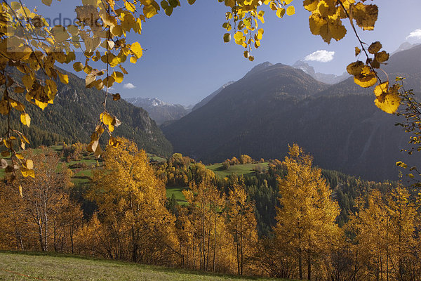 Landschaftlich schön landschaftlich reizvoll Europa Baum Landschaft Wald Holz Herbst Kanton Graubünden Schweiz