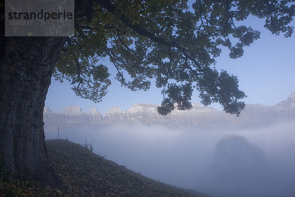 Europa Berg Baum Nebel Herbst Schweiz Nebelmeer