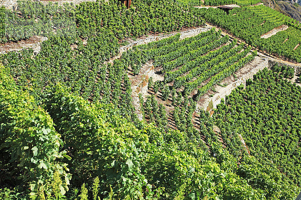 Europa Wein Landwirtschaft niemand Querformat Weintraube Terrasse Schweiz Weinberg