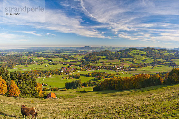 Panorama  Farbe  Farben  Europa  Baum  Milchprodukt  Landwirtschaft  Herbst  Wiese  Bayern  Deutschland  Oberbayern