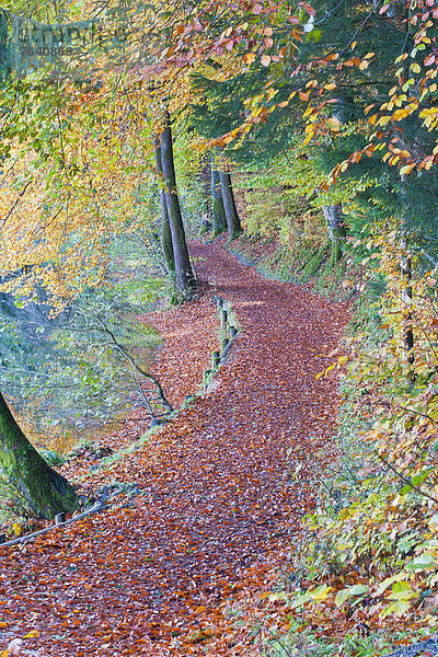 Farbe Farben Europa Weg Wald Holz Herbst Bayern Laub Wanderweg Deutschland Oberbayern