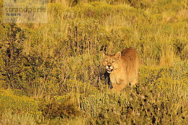 Nationalpark  Puma  Felis concolor  Berglöwe  Tier  Säugetier  Torres del Paine Nationalpark  Chile  Patagonien  Raubtier  auflauern  Steppe