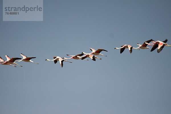 Nationalpark  Tier  Vogel  Anden  Vogelschwarm  Vogelschar  Chile  Flamingo