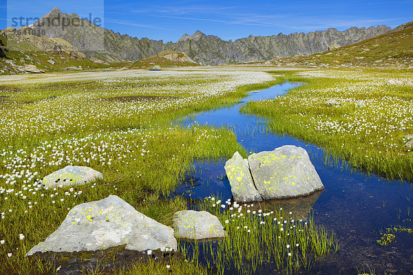 Landschaftlich schön landschaftlich reizvoll Europa Blüte Wollgras Schweiz