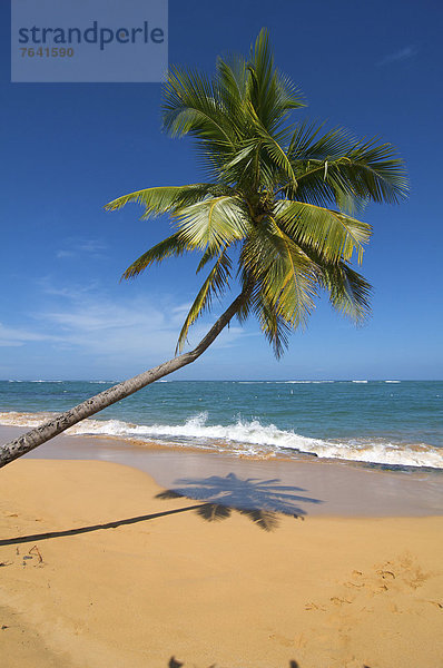 leer  Hochformat  Wasser  Strand  Küste  niemand  Meer  Karibik  Puerto Rico  Sandstrand  Antillen  Große Antillen  Palmenstrand