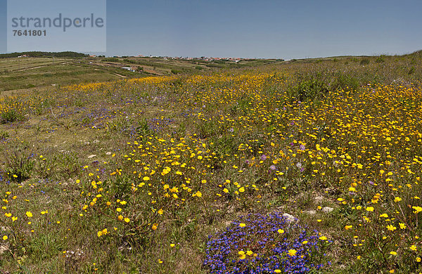 Europa  Blume  Ländliches Motiv  ländliche Motive  Landschaft  Portugal