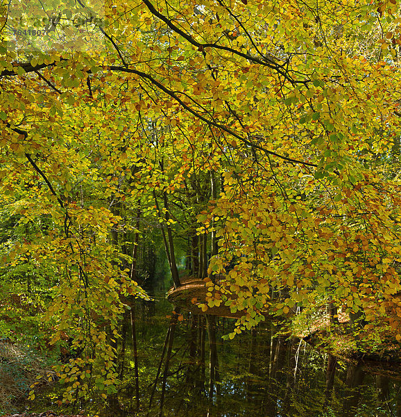 Wasser Europa Baum Landschaft Herbst Niederlande