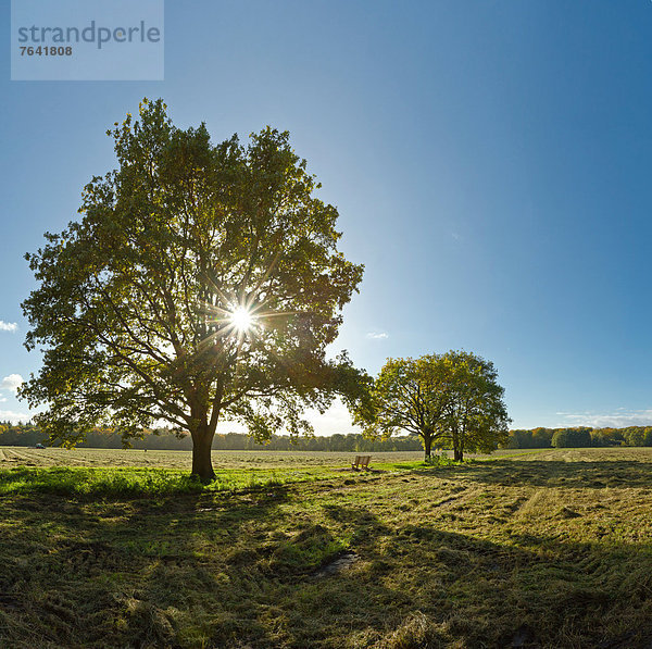 Europa Baum Landschaft Wald Holz Herbst Niederlande