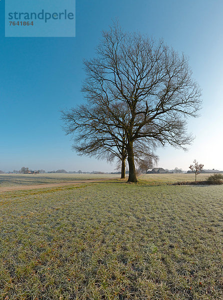 Europa  Winter  Baum  Bauernhof  Hof  Höfe  Feld  Wiese  Niederlande  Gelderland