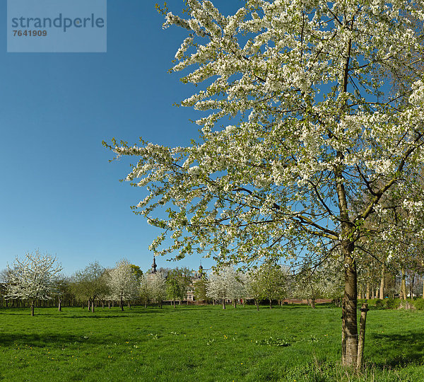 Obstbaum  Europa  Blume  blühen  Baum  Landschaft  Feld  Wiese  Niederlande  Limburg
