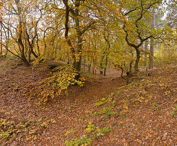 Laubwald Farbaufnahme Farbe Europa Baum Landschaft Wald Holz Herbst Niederlande Bergen
