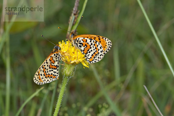 Schutz  Tier  weiß  Wildtier  Schmetterling  Insekt  Punkt  Ethnisches Erscheinungsbild