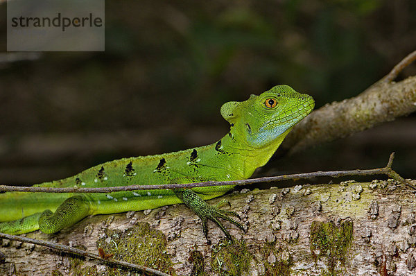 Waage - Messgerät  Stirnlappenbasilisk  Basiliscus plumifrons  grün  Tier  Wildtier  Natur  Reptilie  Eidechse  Costa Rica  Leguan  Echse  Regenwald