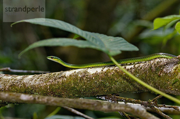 Waage - Messgerät  Weitwinkel  Tropisch  Tropen  subtropisch  grün  Tier  Wildtier  Reptilie  Schlange  Costa Rica