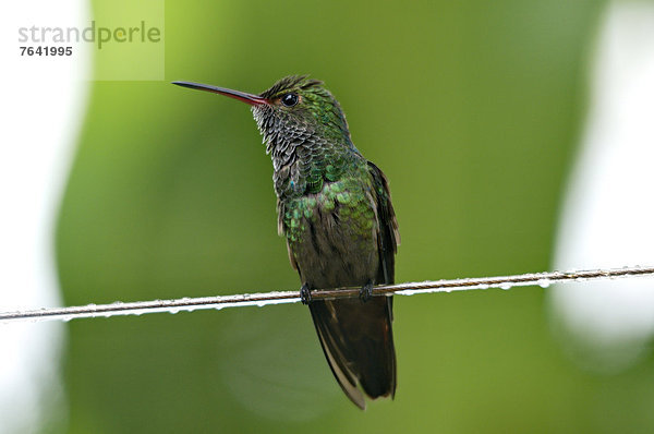 Tropisch  Tropen  subtropisch  Tier  Wildtier  Natur  Vogel  Costa Rica  Kolibri  Regenwald