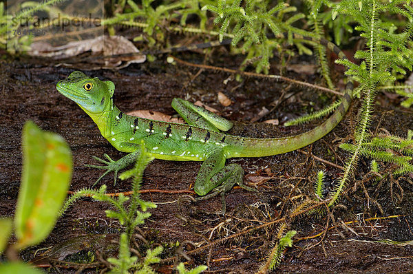 Waage - Messgerät  Stirnlappenbasilisk  Basiliscus plumifrons  grün  Tier  Wildtier  Natur  Reptilie  Eidechse  Costa Rica  Leguan  Echse  Regenwald